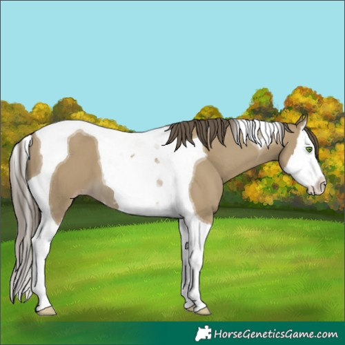 Horse Color:Classic Cream Champagne Splash Tobiano 