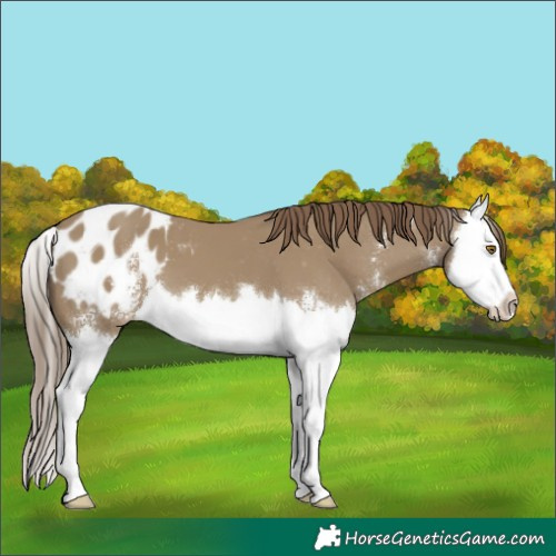 Horse Color:Classic Cream Champagne Sabino Splash Appaloosa 
