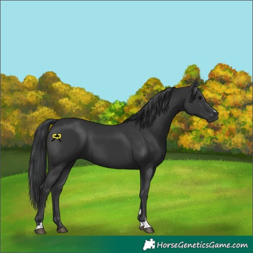 Horse Color:Black 