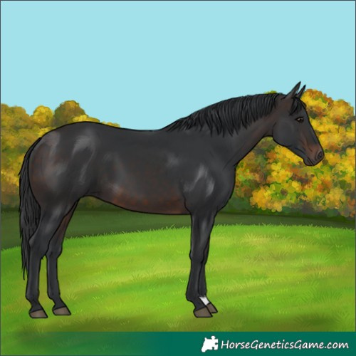 Horse Color:Brown Sabino Rabicano 