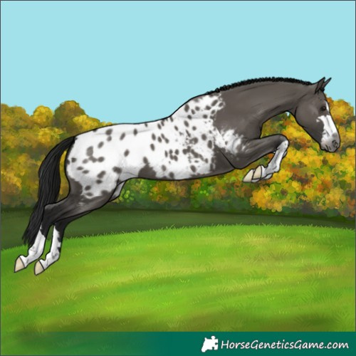Horse Color:Gray Grullo Appaloosa 