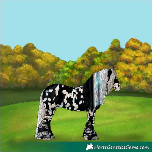 Horse Color:White Spotted Silver Bay Dun Appaloosa 