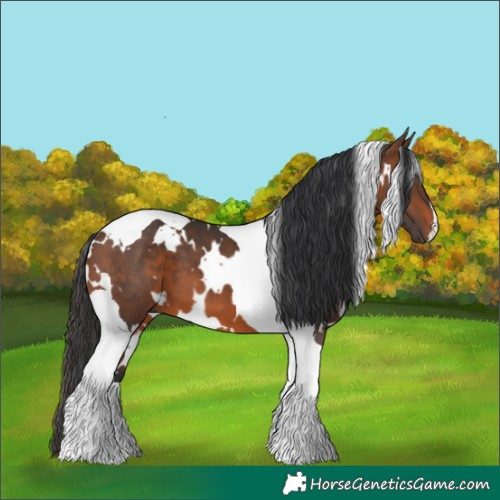 Horse Color:White Spotted Brown Tobiano 