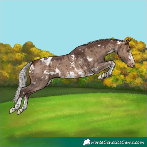 Horse Color:White Spotted Silver Brown Dun Sabino Appaloosa Brindle