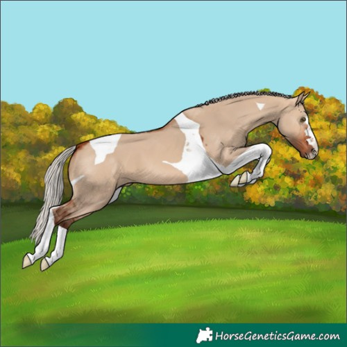 Horse Color:Silver Bay Dun Tobiano