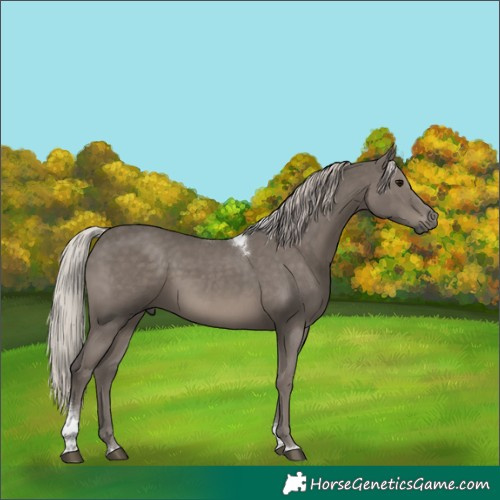 Horse Color:Silver Black Tobiano 