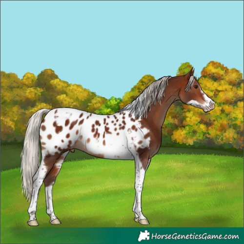 Horse Color:Silver Brown Tobiano Frame Appaloosa