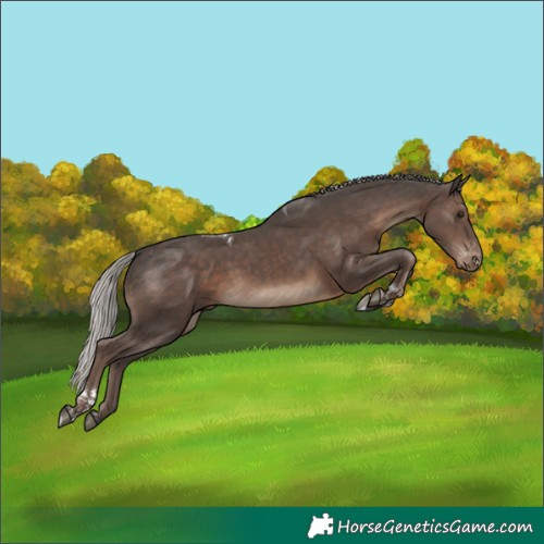 Horse Color:Silver Black Tobiano Appaloosa