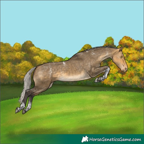Horse Color:Powder White Silver Buckskin Dun Tobiano Appaloosa