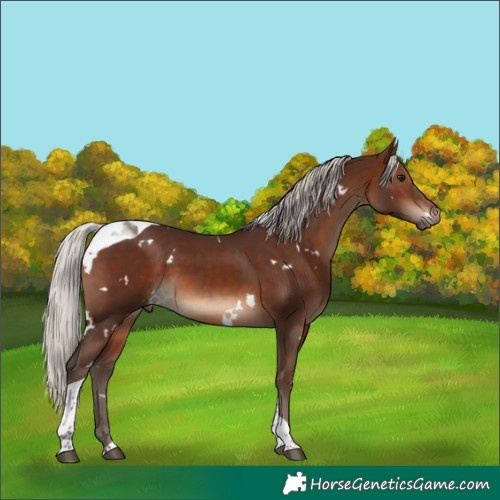 Horse Color:White Spotted Silver Brown Tobiano 