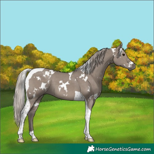 Horse Color:White Spotted Silver Grullo Tobiano 
