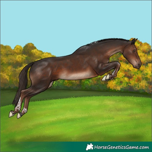 Horse Color:Liver Chestnut Tobiano