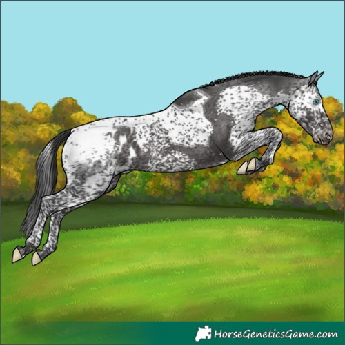 Horse Color:Black Splash Tobiano Appaloosa 