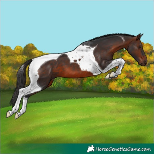 Horse Color:Brown Tobiano