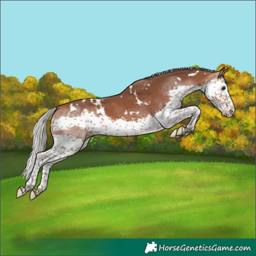 Horse Color:White Spotted Silver Brown Splash Appaloosa 