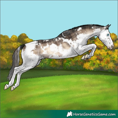 Horse Color:Plaid  White Spotted Brown Onyx Splash Tobiano 