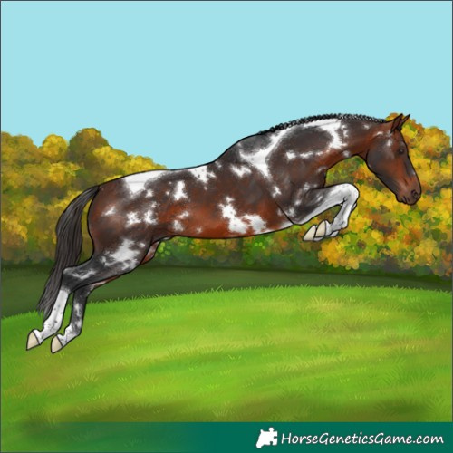 Horse Color:White Spotted Bay Tobiano
