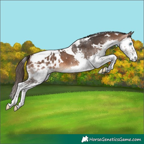 Horse Color:White Spotted Bay Splash Tobiano Appaloosa