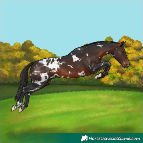 Horse Color:White Spotted Brown Appaloosa 