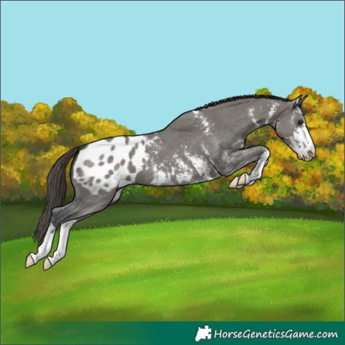 Horse Color:Grullo Sabino Appaloosa
