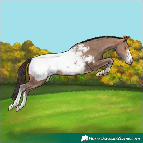 Horse Color:Sable Champagne Sabino Appaloosa 