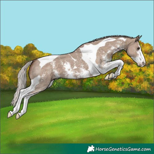 Horse Color:Silver Grullo Sabino Tobiano Appaloosa 
