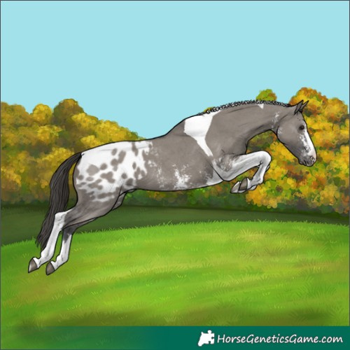 Horse Color:Grullo Sabino Tobiano Appaloosa