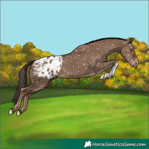 Horse Color:Liver Red Dun Appaloosa 