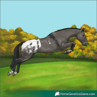 Horse Color:Grullo Blanket 