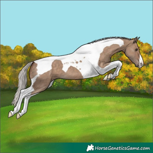 Horse Color:Silver Grullo Tobiano 