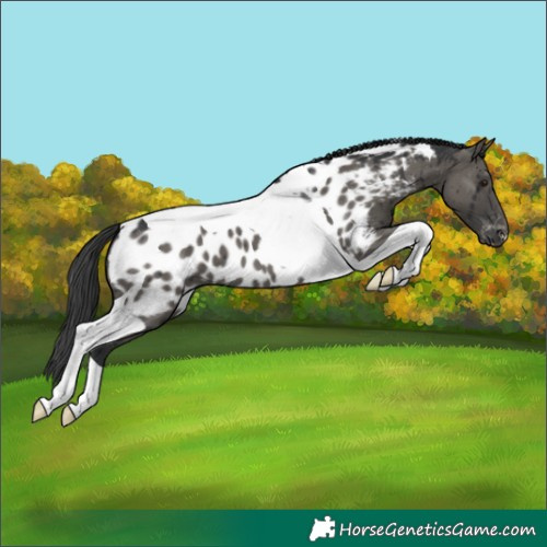Horse Color:Grullo Tobiano Appaloosa Brindle 