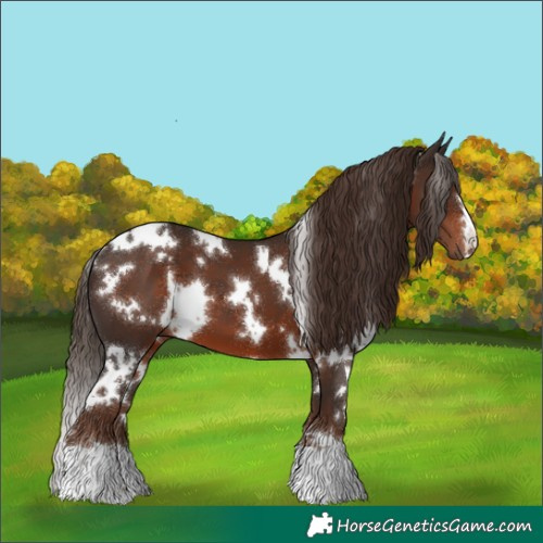 Horse Color:White Spotted Liver Chestnut 