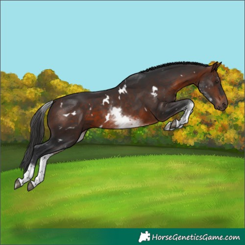 Horse Color:White Spotted Brown 