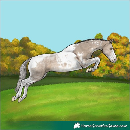 Horse Color:Silver Brown Dun Sabino Tobiano