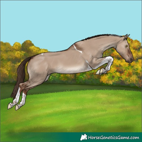 Horse Color:Liver Red Dun Tobiano 