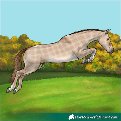 Horse Color:Plaid  Red Dun Tobiano Rabicano 