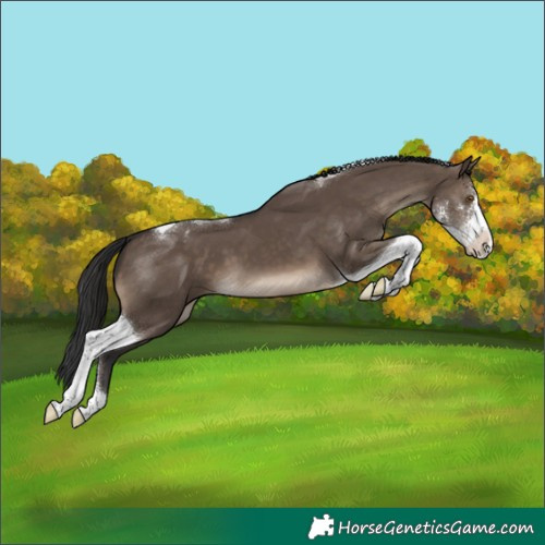 Horse Color:Brown Dun Sabino Tobiano Appaloosa 