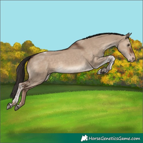 Horse Color:Liver Red Dun Tobiano Appaloosa 