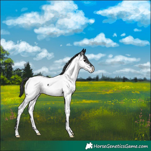 Horse Color:Black Appaloosa Rabicano 