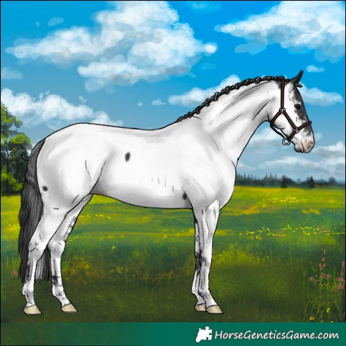 Horse Color:Black Near Fewspot Rabicano