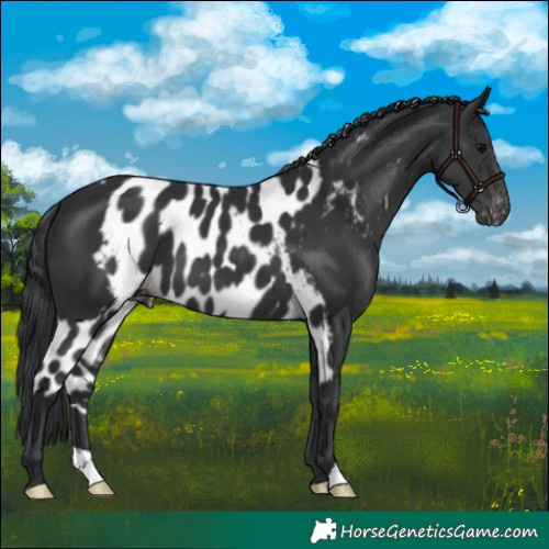 Horse Color:Black Skewed Appaloosa 