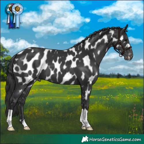 Horse Color:Black Appaloosa