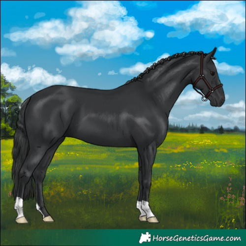 Horse Color:Black 