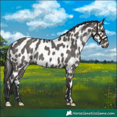 Horse Color:Grullo Leopard