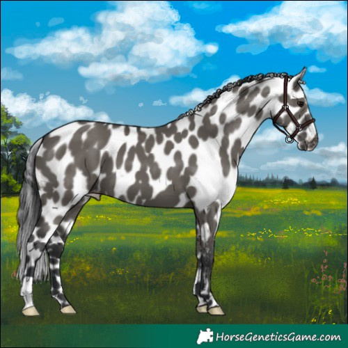 Horse Color:Grullo Skewed Appaloosa
