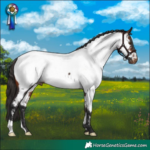Horse Color:Brown Appaloosa