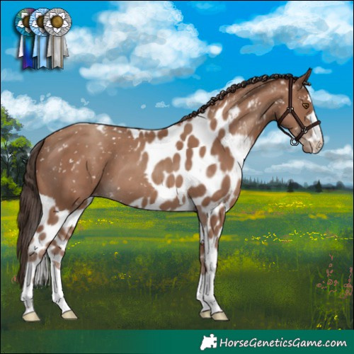 Horse Color:Classic Champagne Skewed LP Spotted 
