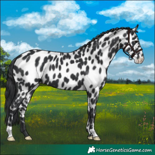 Horse Color:Black Appaloosa
