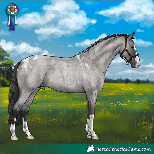 Horse Color:Grullo Roan Skewed Appaloosa 