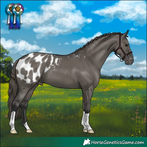 Horse Color:Grullo Appaloosa 